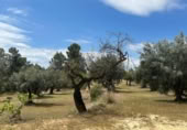 Detached villa with land for sale on España, Cretas, ref: TR315498 photo