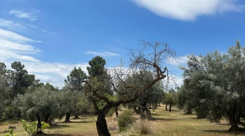 Teruel - Cretas - 9111m2