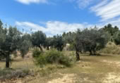 Detached villa with land for sale on España, Cretas, ref: TR315498 photo