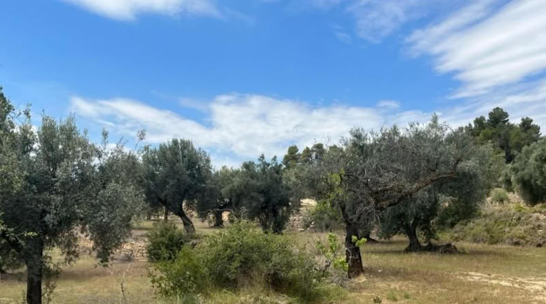 Teruel - Cretas - 9111m2