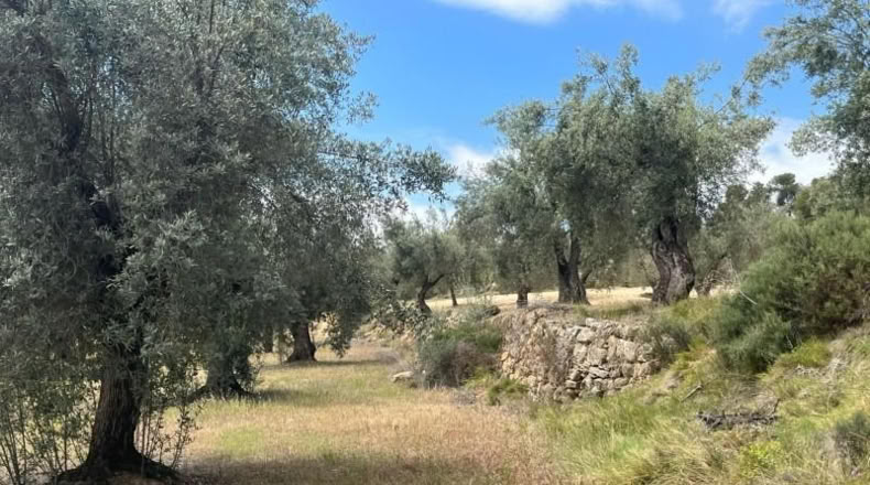 Teruel - Cretas - 9111m2