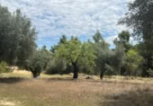 Detached villa with land for sale on España, Cretas, ref: TR315498 photo