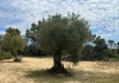 Detached villa with land for sale on España, Cretas, ref: TR315498 photo