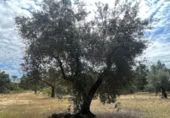 Detached villa with land for sale on España, Cretas, ref: TR315498 photo