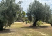 Detached villa with land for sale on España, Cretas, ref: TR315498 photo