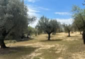Detached villa with land for sale on España, Cretas, ref: TR315498 photo