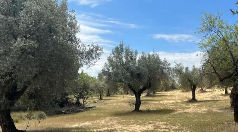 Teruel - Cretas - 9111m2