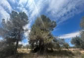Detached villa with land for sale on España, Cretas, ref: TR315498 photo