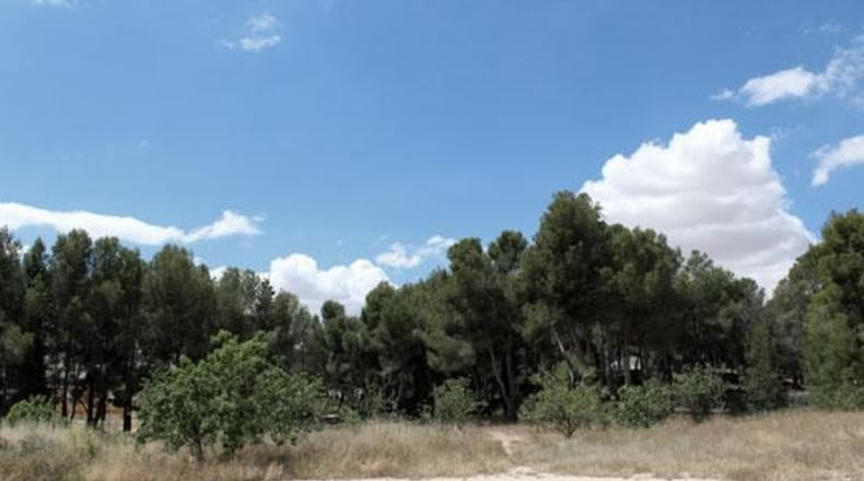 Murcia - Caravaca de la Cruz - 719m2