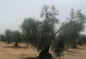 Non-developable land for sale on España, Montijo, ref: TR303316 photo