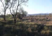 Terreny no urbanitzable en venda a la España, la Vall d'Alba, ref.: TR282665 foto