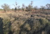 Terreny no urbanitzable en venda a la España, la Vall d'Alba, ref.: TR282665 foto