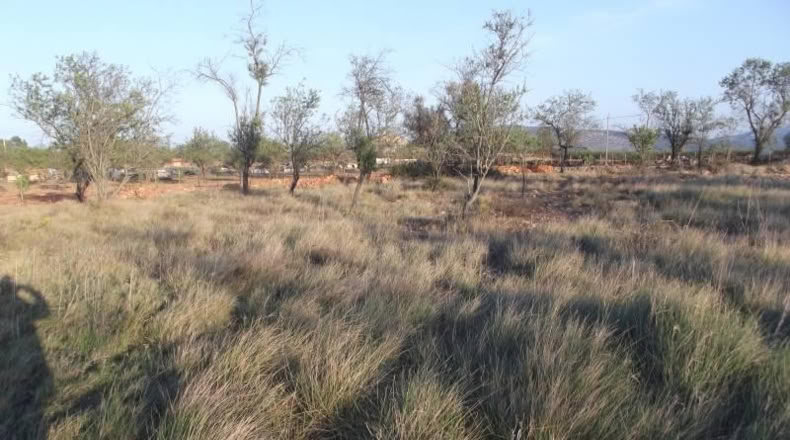 Castellón - la Vall d'Alba - 1812m2