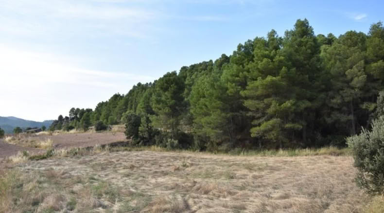 Teruel - Fuentespalda - 11463m2