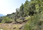 Detached villa with land for sale on España, Horta de Sant Joan, ref: TR303451 photo