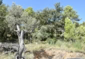 Detached villa with land for sale on España, Horta de Sant Joan, ref: TR303451 photo