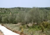 Terreny no urbanitzable en venda a la España, la Vall d'Alba, ref.: TR303072 foto