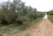 Terreny no urbanitzable en venda a la España, la Vall d'Alba, ref.: TR303072 foto