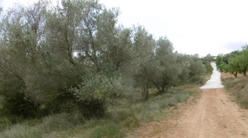 Castellón - Vall d'Alba - 7456m2