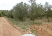 Terreny no urbanitzable en venda a la España, la Vall d'Alba, ref.: TR303072 foto