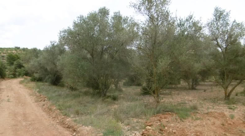 Castellón - Vall d'Alba - 7456m2