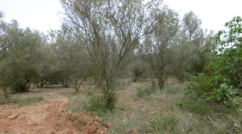 Castellón - Vall d'Alba - 7456m2
