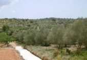 Terreny no urbanitzable en venda a la España, la Vall d'Alba, ref.: TR303072 foto