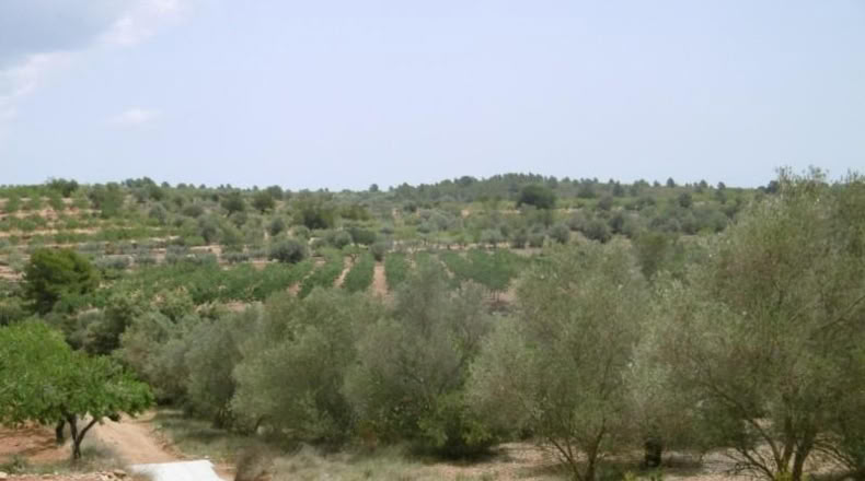 Castellón - Vall d'Alba - 7456m2