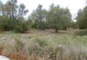 Terreny no urbanitzable en venda a la España, la Vall d'Alba, ref.: TR303072 foto