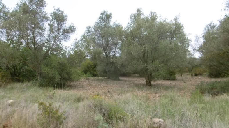 Castellón - Vall d'Alba - 7456m2