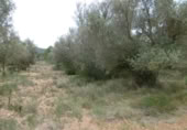 Terreny no urbanitzable en venda a la España, la Vall d'Alba, ref.: TR303072 foto