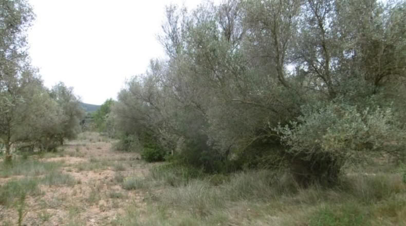 Castellón - Vall d'Alba - 7456m2