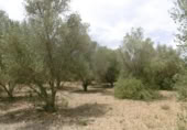 Terreny no urbanitzable en venda a la España, la Vall d'Alba, ref.: TR303072 foto
