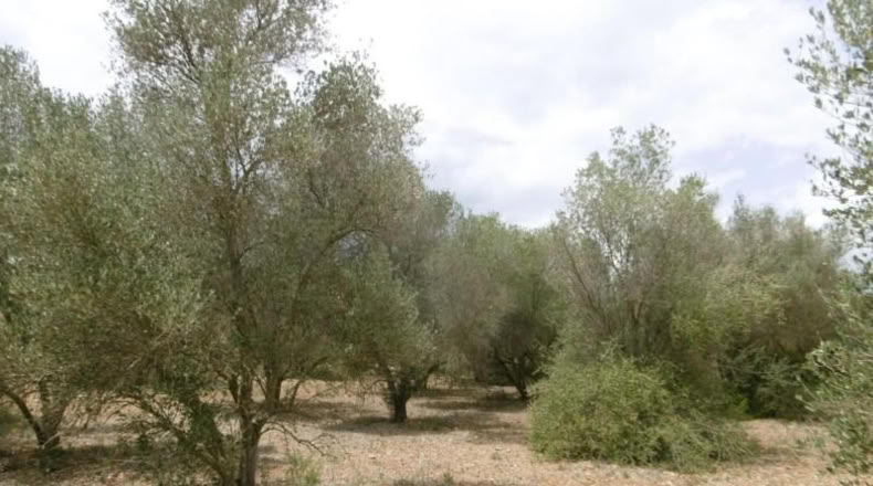 Castellón - Vall d'Alba - 7456m2