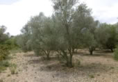 Terreny no urbanitzable en venda a la España, la Vall d'Alba, ref.: TR303072 foto