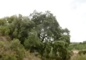 Terreny no urbanitzable en venda a la España, la Vall d'Alba, ref.: TR303072 foto