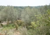 Terreny no urbanitzable en venda a la España, la Vall d'Alba, ref.: TR303072 foto