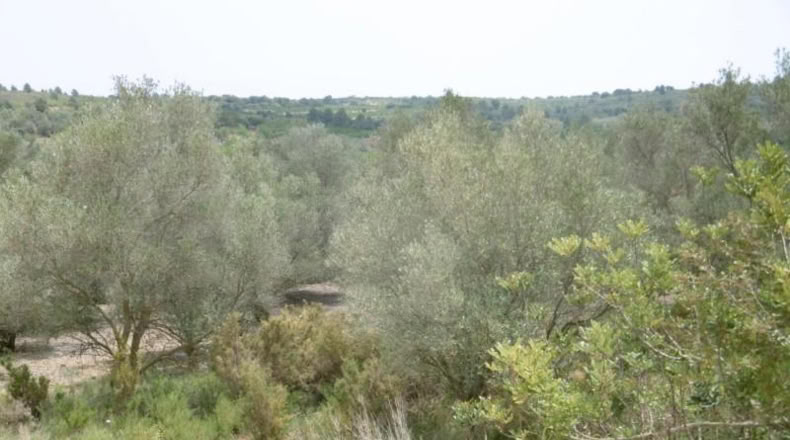 Castellón - Vall d'Alba - 7456m2