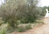 Terreny no urbanitzable en venda a la España, la Vall d'Alba, ref.: TR303072 foto