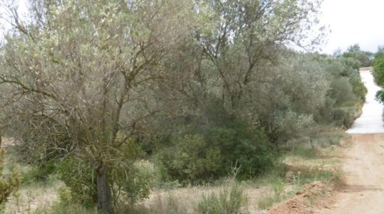 Castellón - Vall d'Alba - 7456m2