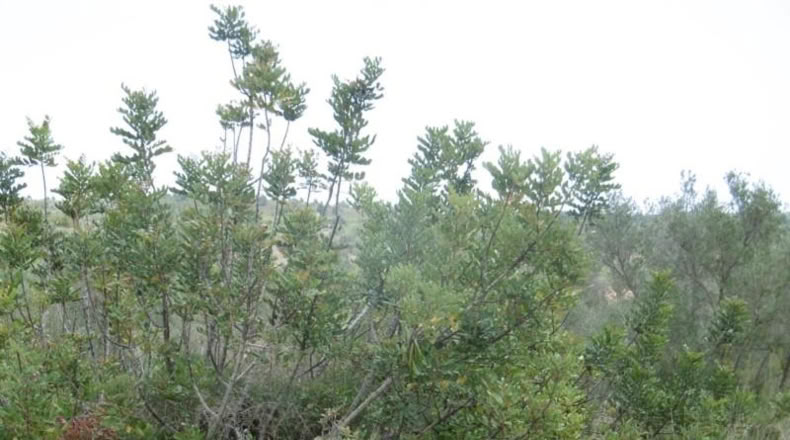 Castellón - Vall d'Alba - 7456m2