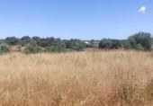 Terreno no urbanizable en venta en la España, Arroyo de la Luz, ref: TR300976 foto