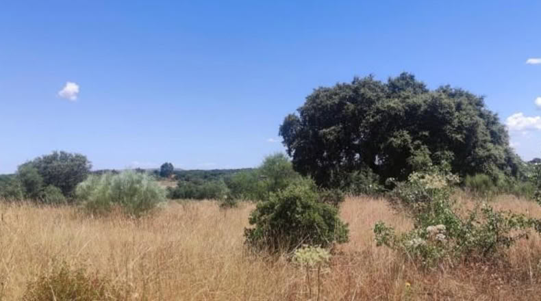 Cáceres - Arroyo de la Luz - 2800m2