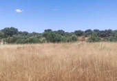 Terreno no urbanizable en venta en la España, Arroyo de la Luz, ref: TR300976 foto
