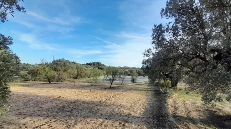 Murcia - Cieza - 5497m2