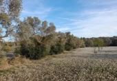 Terreno no urbanizable en venta en la España, Ascó, ref: TR301450 foto