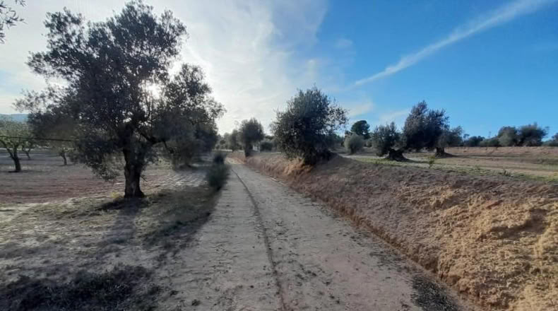 Murcia - Cieza - 5497m2