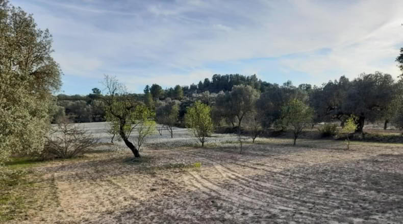 Murcia - Cieza - 5497m2