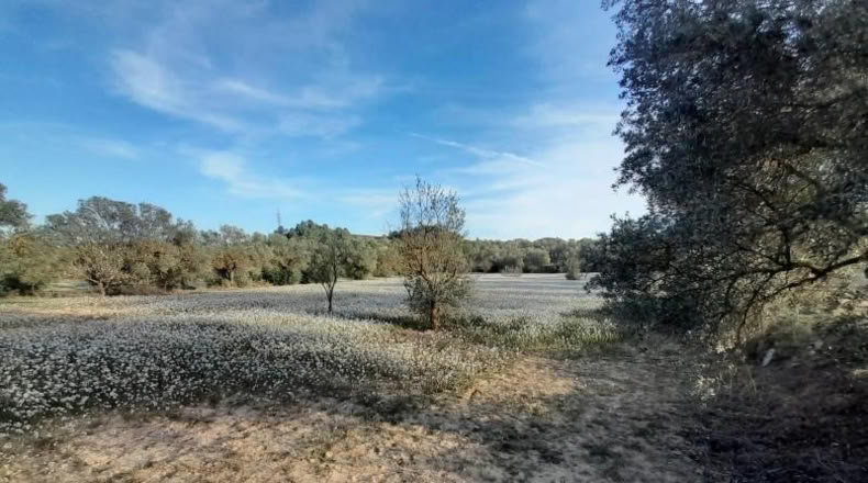 Murcia - Cieza - 5497m2