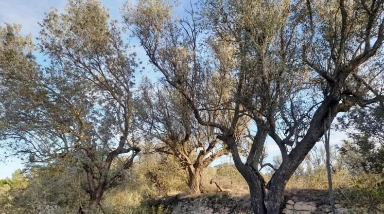 Murcia - Cieza - 5497m2